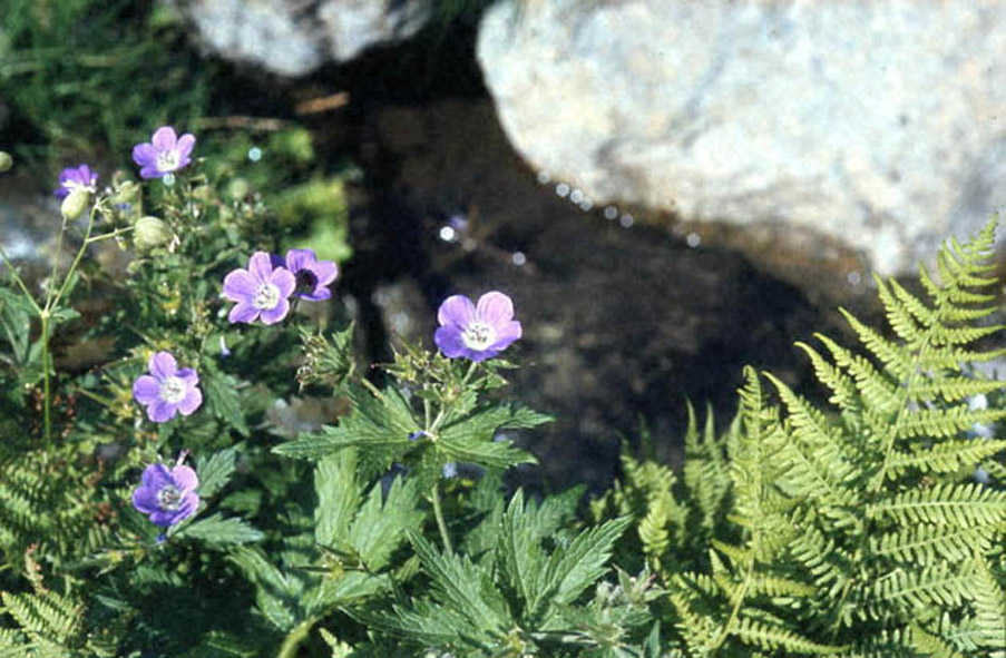  Image name: geranio selvatico4.jpg 
 width: 903 pixel 
 height: 591 pixel 
 Size: 203634 bytes 
 Click to enlarge 